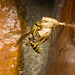 IMG 0301 Wasp-1