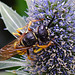 20230720 2752CPw [D~LIP] Flachblättriger Mannstreu (Eryngium planum), Bienenwolf (Philantus triangulum), Bad Salzuflen
