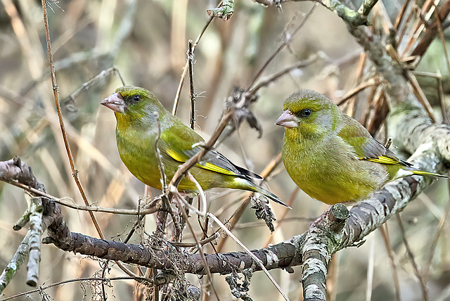 Greenfinches (M) - Chloris chloris