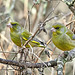 Greenfinches (M) - Chloris chloris