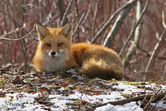 Renard IMG 0164