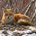 Renard IMG 0164