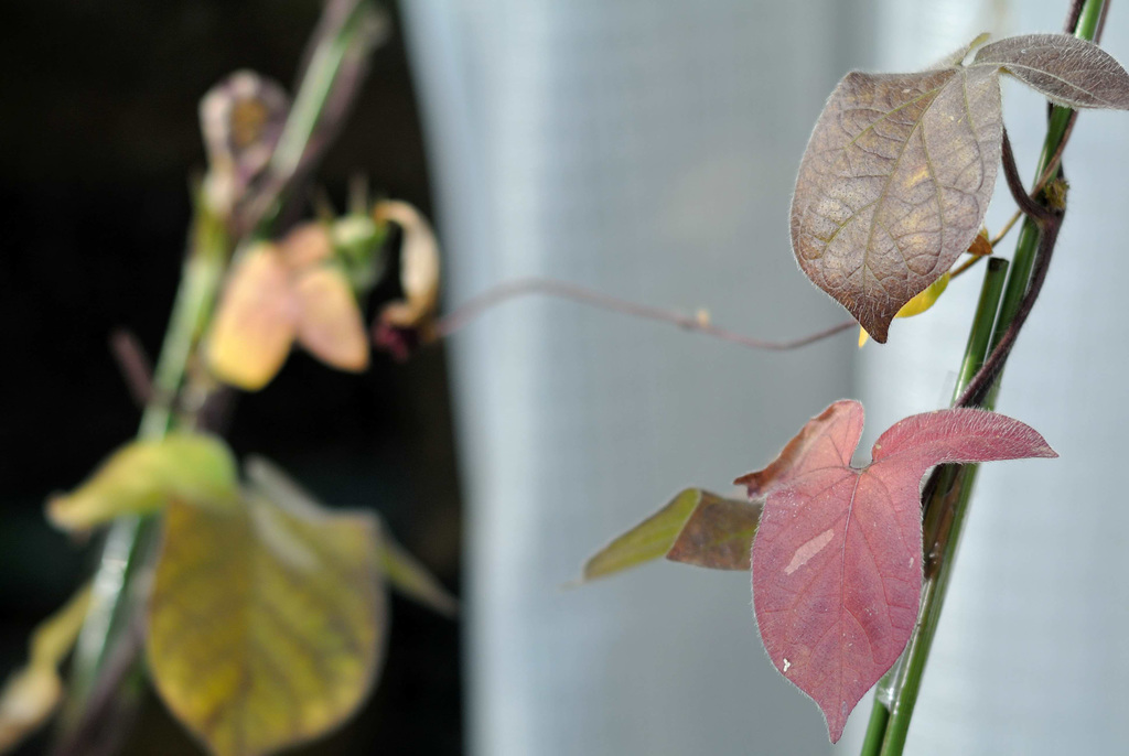 Colored leaves of a morning glory