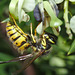 IMG 0044Wasp