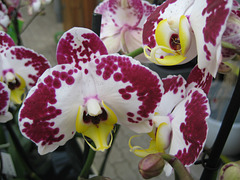 Orchidee