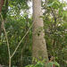 DSCN1364 - paineira Ceiba speciosa, Malvaceae