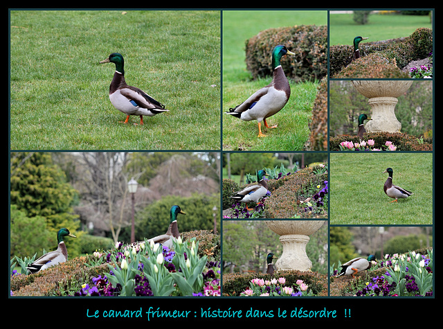 le canard frimeur , histoire à suivre