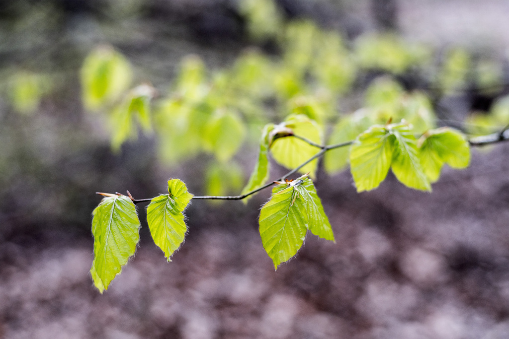 Beech trees (24.04.2018)