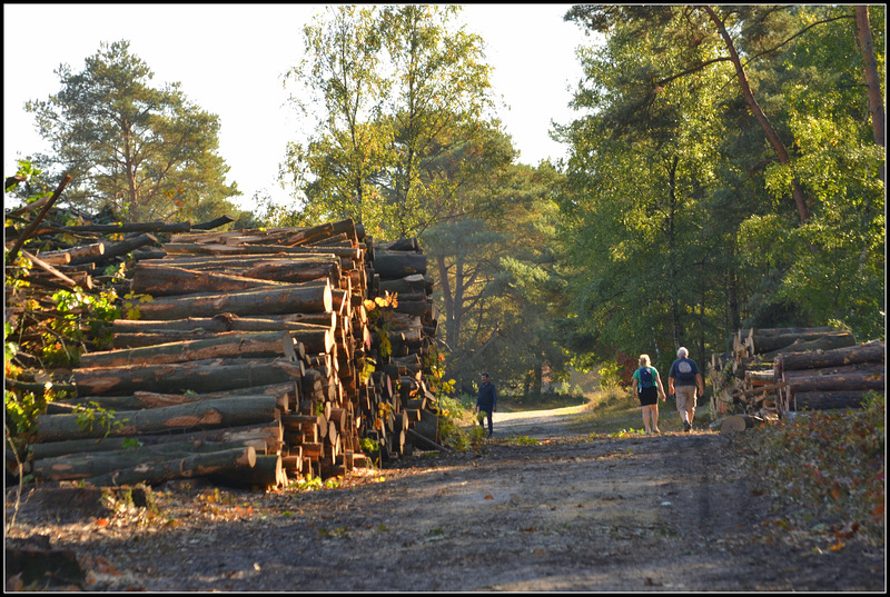 Deforestation