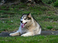 Alaskan malamute