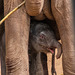 Baby elephant. Less than a day old at Chester Zoo