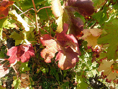 Feuilles de vignes automnales***************