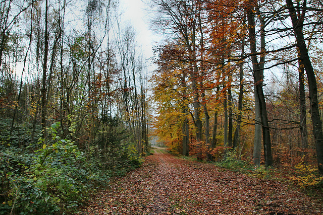 Waldweg im Naturschutzgebiet Mastberg (Hagen) / 13.11.2021