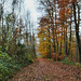 Waldweg im Naturschutzgebiet Mastberg (Hagen) / 13.11.2021