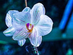 orquídea 5