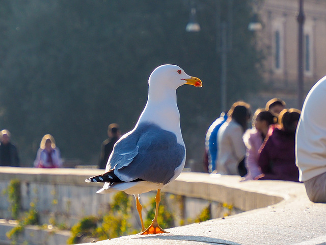 Qual’è la prossima vittima?