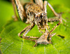 Die Gemeine Strauchschrecke (Pholidoptera griseoaptera) ließ sich nicht aus der Ruhe bringen :))  The common shrub insect (Pholidoptera griseoaptera) was not disturbed :))  L'insecte commun des arbustes (Pholidoptera griseoaptera) n'a pas été