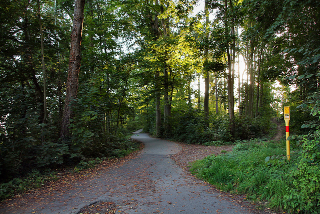 Waldweg nahe der Ardeybahn (Schwerte-Wandhofen) / 9.09.2023