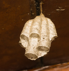 IMG 0302 Wasp nest-1