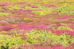 Anglesey Heather