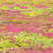 Anglesey Heather