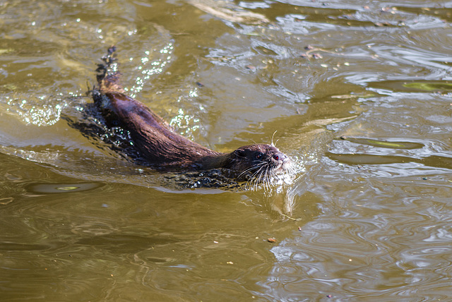 Otter - 20150413