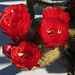 Red Cactus Flowers (1769)