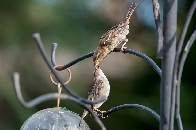 Feed me!!