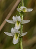 Spiranthes longilabris (Long-lipped Ladies'-tresses orchid, Giantspiral Ladies'-tresses orchid)