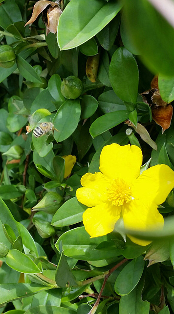 Blue banded native bee  near hibbertia scandens