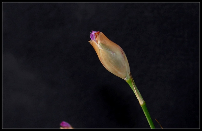 Petrorhagia prolifera  (11)