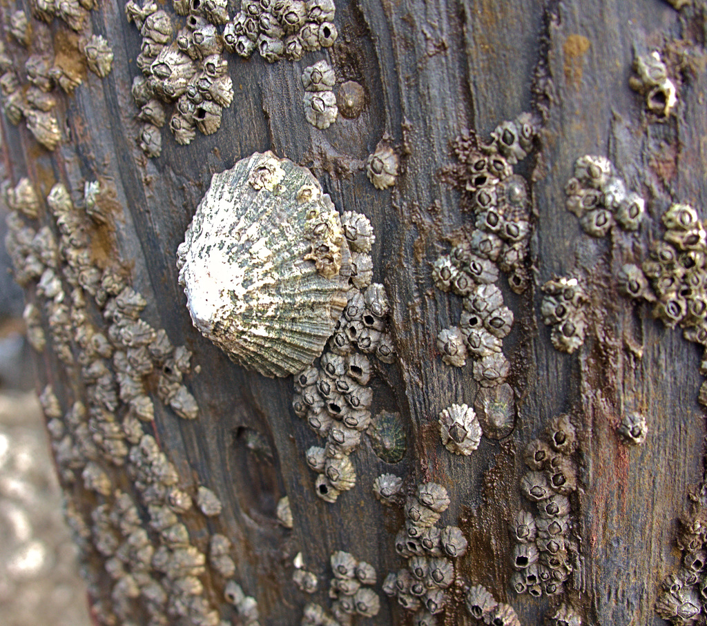 Sheltering Shells