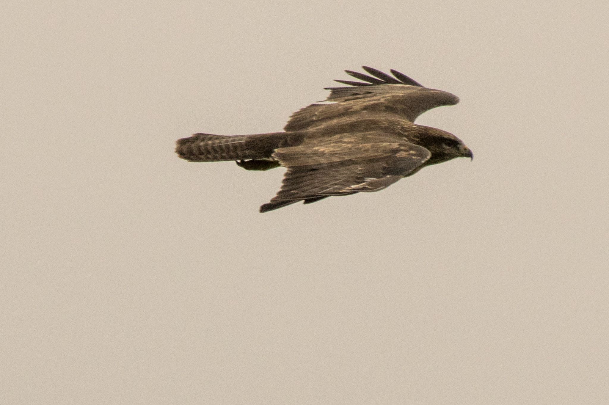 Buzzard (fly by)