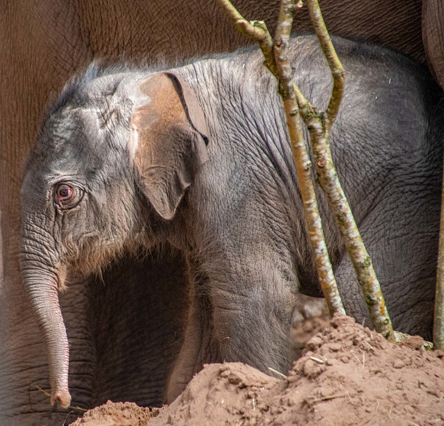 Baby elephant less than a day old at Chester Zoo