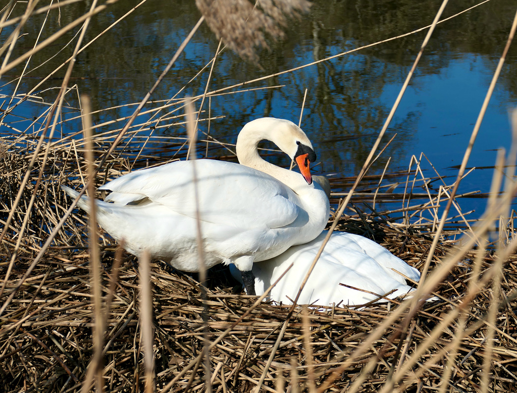 Schwanenpaar auf dem Nest
