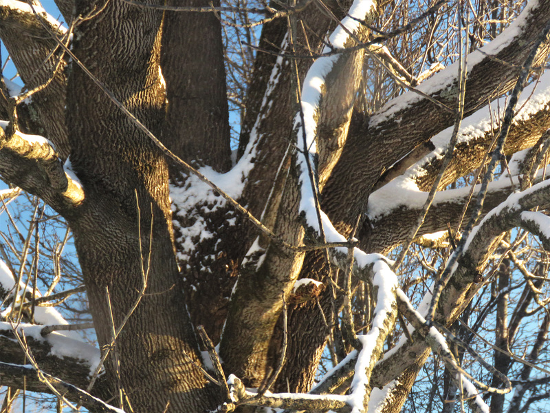 Snow on Ash -