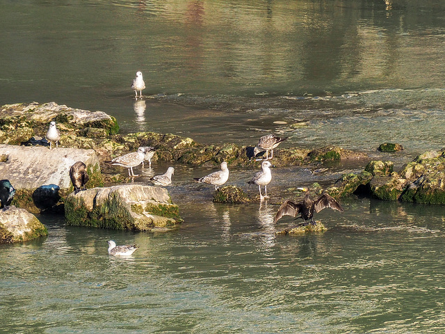 Assemblea di condominio, con qualche screzio. E c'è pure un cormorano.