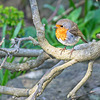 Robin