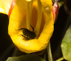 IMG 0303 Stingless Bee-1