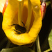 IMG 0303 Stingless Bee-1