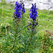 Eisenhut (Aconitum)  ©UdoSm