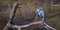 Blue heron