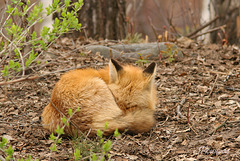 Renard IMG 1253