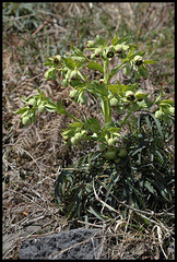 Ellébore foetide