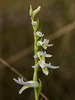 Spiranthes longilabris (Long-lipped Ladies'-tresses orchid, Giantspiral Ladies'-tresses orchid)