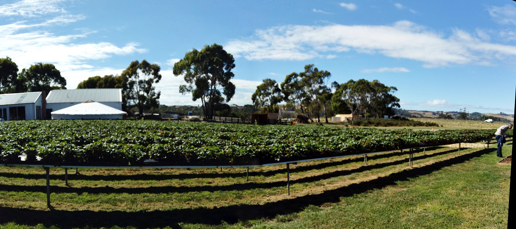 The Berry Patch