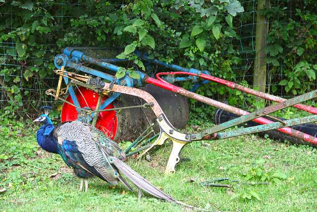 Colourful corner of the farmyard