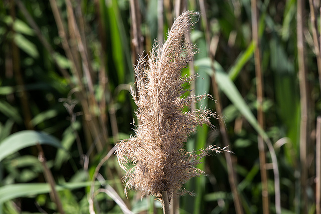 20170519 3438VRTw [H] Schilfrohr (Phragmites australis), Neusiedler See