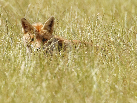 Renard en maraude