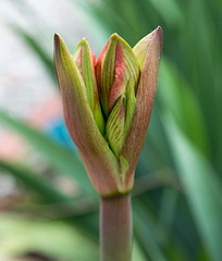 Amarylis bud, spring